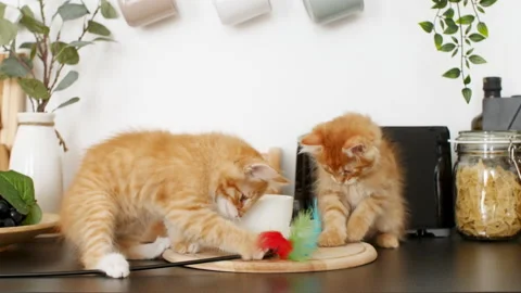 4k Cute red kittens playing on the kitchen table. Little ginger striped cats Stock-Footage 158774737
