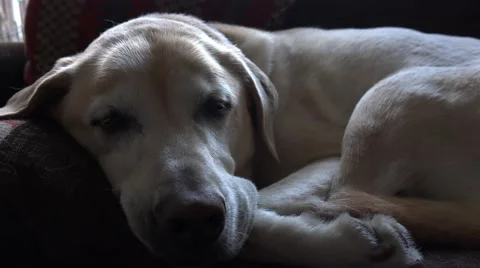 4k cute sleeping labrador dozily Stock Footage 45484732
