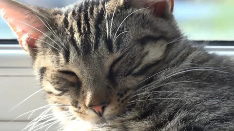 4k cute tabby kitten sleeping and lounging on windowsill 스톡 동영상 54660383