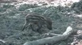 4k Cute young boar close up on dry sandy mud ground 4k or 4k+ Resolution