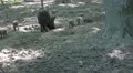 4k Cute young boars with mother boar in urban landscape 4k or 4k+ Resolution