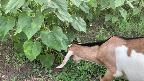 4K Cute young goat eats sunflower Close up Stock-Footage 136700431