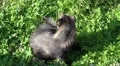 4k Cute young Raccoon Dog close up from above 4k or 4k+ Resolution