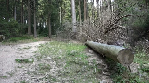 4k Cutted tree and hiking path pan mountain range Harz Stock Footage 43309618