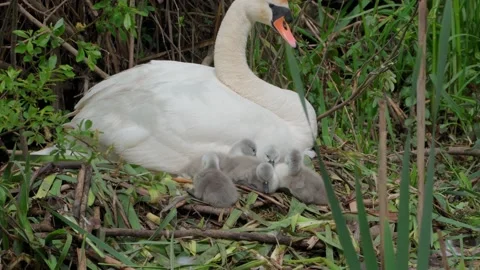 4K Cygnets first movements, they try to fly Stock Footage 154612052