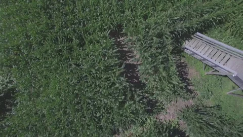 4k d-log corn maze generic aerials Stock Footage
