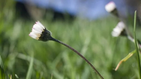4K Daisie flower stem rises in the sunlight, erectil function, timelapse Stock Footage 88586125
