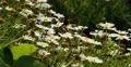 4K Daisy 02 White Flower 4k or 4k+ Resolution