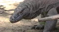4k Dangerous Komodo dragon very close up walking towards camera 4k or 4k+ Resolution