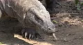 4k Dangerous Komodo dragon very close up walking towards camera 4k or 4k+ Resolution