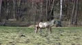 4k Dapple-grey horse graze on marshland meadow awaiting spring season 4k or 4k+ Resolution