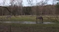4k Dapple-grey horse in winter coat graze on marshland meadow 4k or 4k+ Resolution