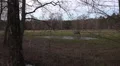 4k Dapple-grey horse in winter coat graze on marshland meadow 4k or 4k+ Resolution