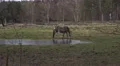 4k Dapple-grey horse in winter coat graze on marshland meadow 4k or 4k+ Resolution
