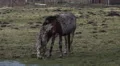 4k Dapple-grey horse winter coat graze marshland meadow closeup 4k or 4k+ Resolution