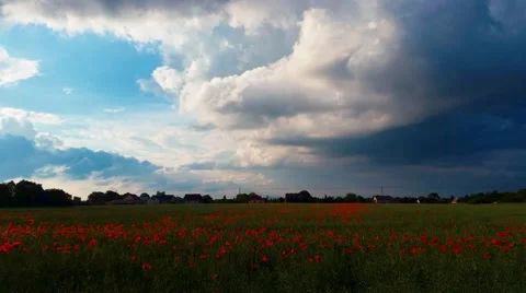 4K Dark Clouds over Poppy Field Stock Footage 50382832