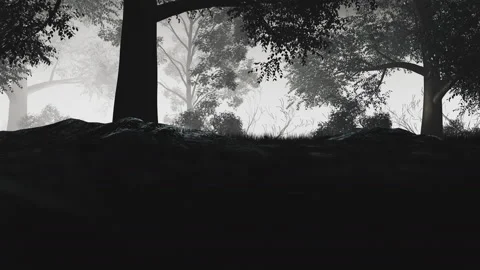 4K Dark Night Forest Panorama Video stock 116333772