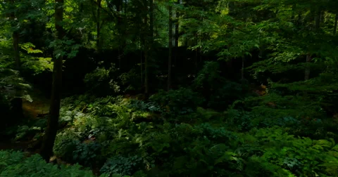 4K Dark Rain Forest, Slow Camera Pan through Ferns and Trees Stock Footage 41551520