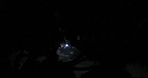4k Dark Scary Full Moon Behind Trees Video stock 66201762