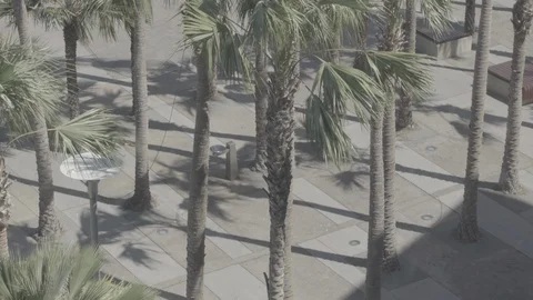 4k Darwin City Piazza Alm Tree Square People Walking Log Ungraded ProRes Stock Footage 101766151