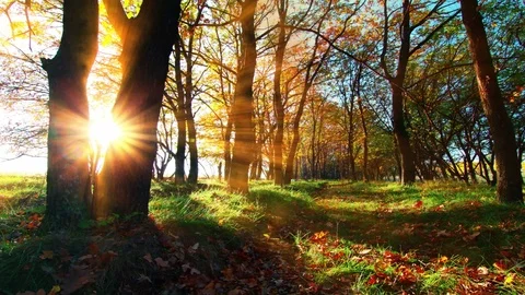 4K the dawn of the forest Stock Footage 80632791