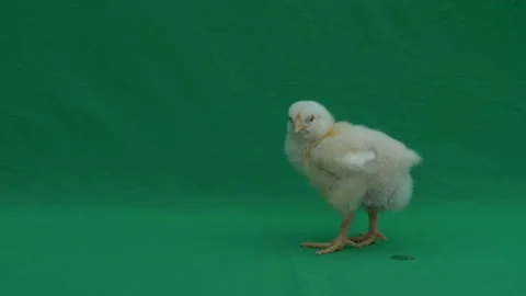 4k a day old chick walking on chroma key green screen. Chicken walking on green  Stockbeeldmateriaal 232939863