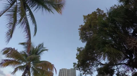4K Daybreak walk through park at Downtown Miami, Florida Stock Footage 61899478