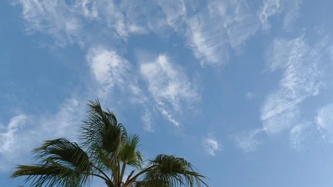 4k daylight ground view of the top of a palm tree in the wind on cloudy blue sky Stock Footage 123460115