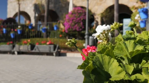 4k daylight selective focus static shot of a flower with luxury hotel or Stock Footage 123997996