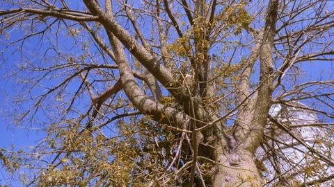 4k daylight spinning ground view of a treetop. Stock Footage 123048885