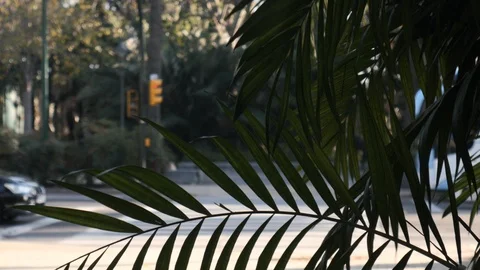 4k daylight static shot selective focus of cars taking off at a traffic light. Stock Footage 123421713