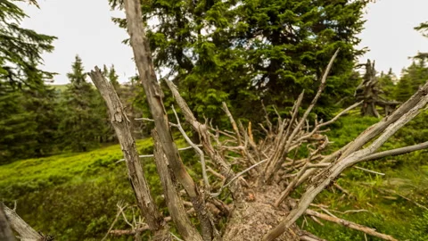 4K Dead fallen tree Stock Footage 255529980
