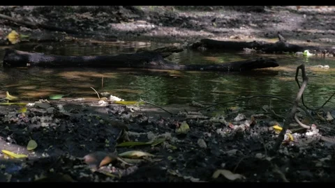 4K Dead Log in Stream (RAW) 스톡 동영상 288435411