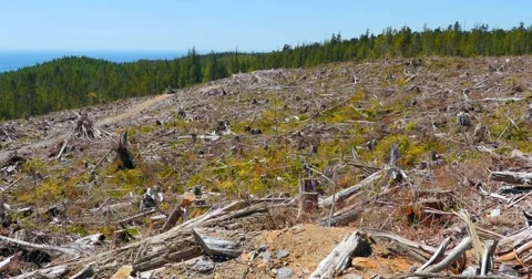4K Dead Old Growth Tree Stump, Clear Cut Forest on Coast Mountain Stock Footage 51389572