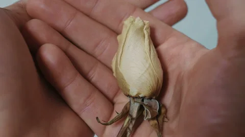 4K - Dead rose in hand, unfolding Stock Footage 47454133