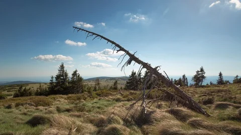4K Dead tree and first autumn days Stock Footage 125941698