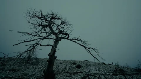 4K dead tree on ravaged forest in overcast foggy weather Stock Footage 68655859
