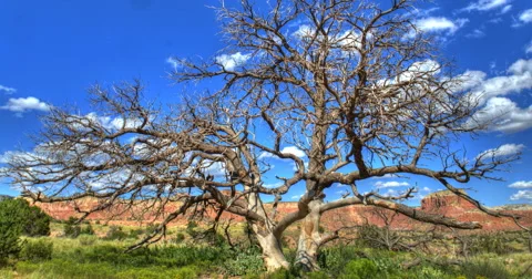 4K Dead Tree Timelapse With SandStone Cliffs Stock Footage 53208671