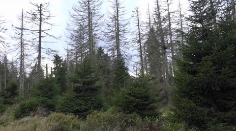 4k Dead trees woodland rough nature panning mountain range Harz Germany Stock Footage