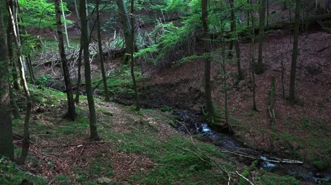 4k Deep forest hills tilt in low mountain range Harz Stock Footage 41051042