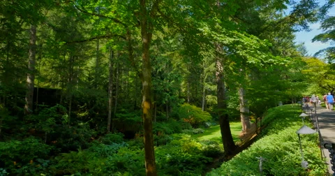 4K Deep Green Rain Forest and Ferns Stock Footage 41588467