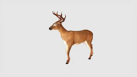 4K Deer Idle Stock Footage 321230977