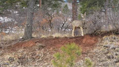 4K - Deer Looking Down Hill Stock Footage 105298422