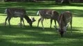 4k Deers eating in sunny oak forest grassland 4k or 4k+ Resolution