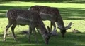 4k Deers eating under tree shadow in sunny grassland 4k or 4k+ Resolution