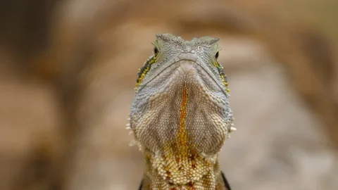 4K, defocused-focused image of Australian water dragon (Intellagama lesueurii Stock-Footage 100359020