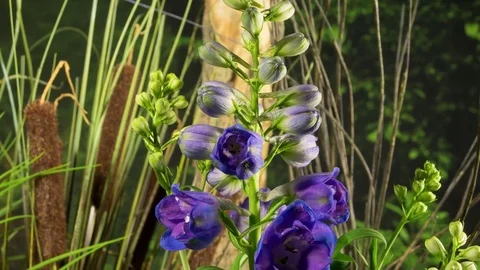 4K Delphinium 1 库存影片 78647071