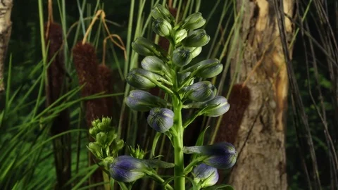 4K Delphinium 2 库存影片 78647118