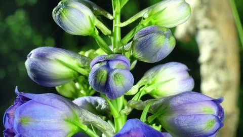 4K Delphinium 3 스톡 동영상 78647119