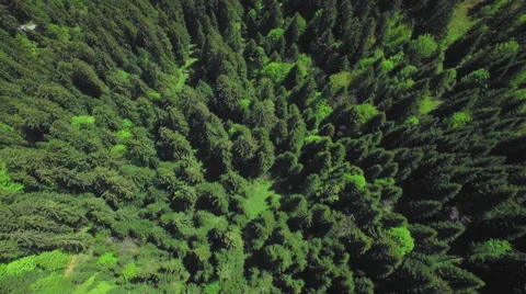 4K Dense pine forest aerial shot Stock Footage 63757924